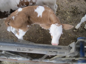 Sweet baby calf, born THREE days ago!